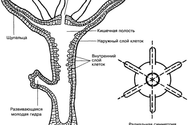 Как попасть на кракен