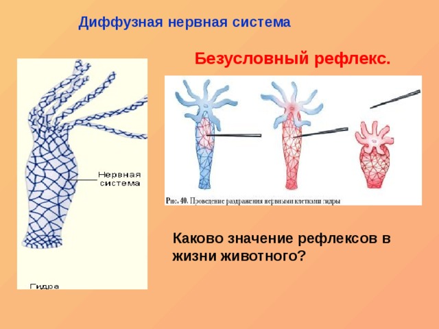 Кракен нет