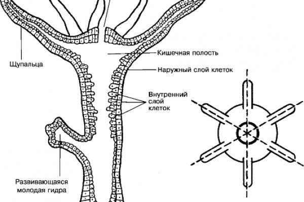 Кракен наркомаркетплейс